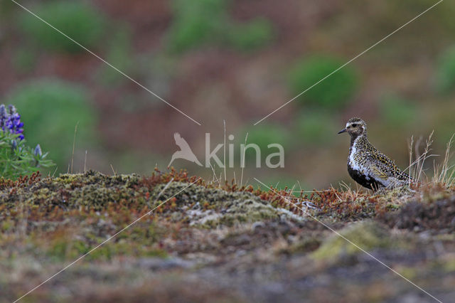 Goudplevier (Pluvialis apricaria)