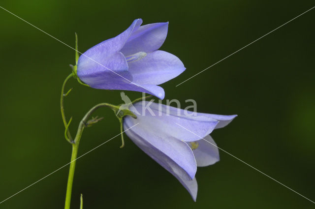 Harebell