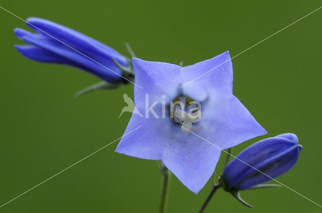Harebell
