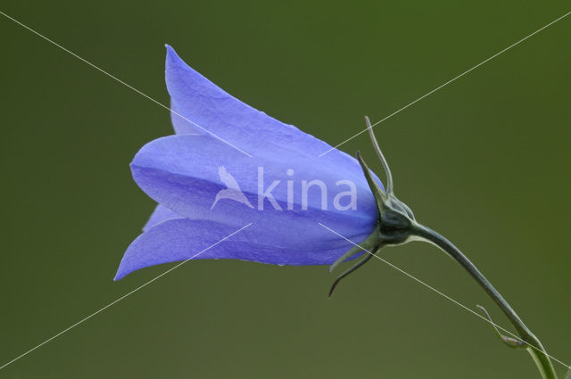 Grasklokje (Campanula rotundifolia)