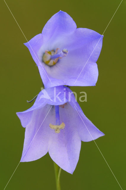 Grasklokje (Campanula rotundifolia)