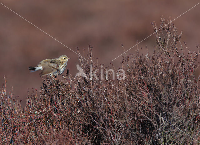 Meadow Pipit (Anthus pratensis)