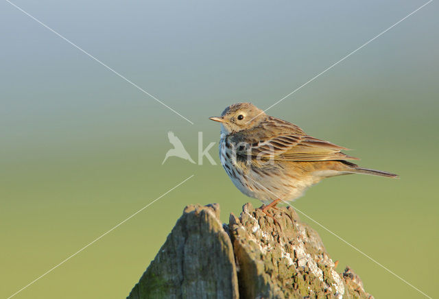 Meadow Pipit (Anthus pratensis)