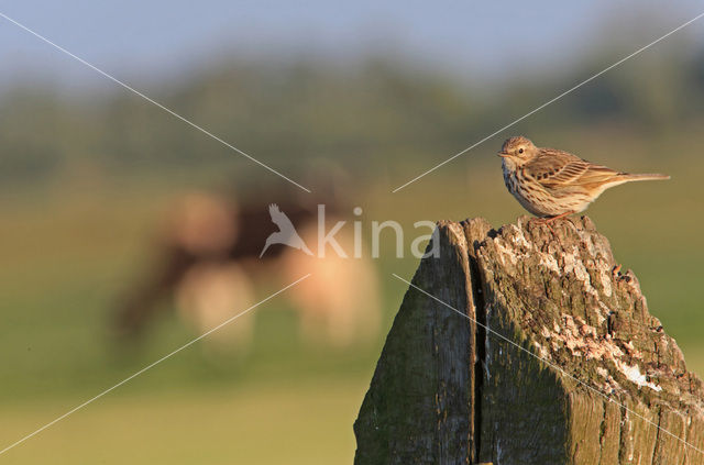 Meadow Pipit (Anthus pratensis)