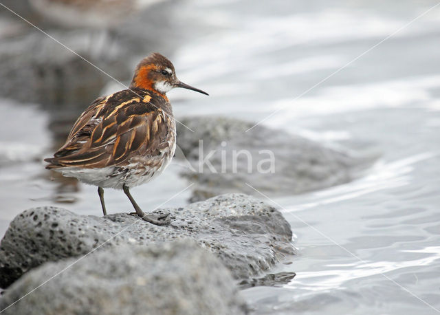 Red-necked Phalarope (Phalaropus lobatus)