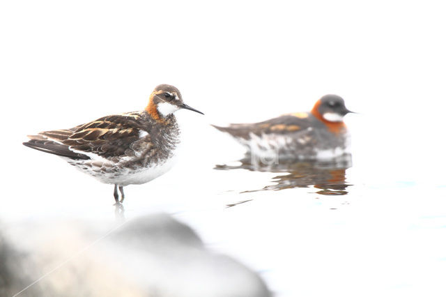 Red-necked Phalarope (Phalaropus lobatus)