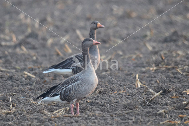 Grey Lag-Goose (Anser anser)