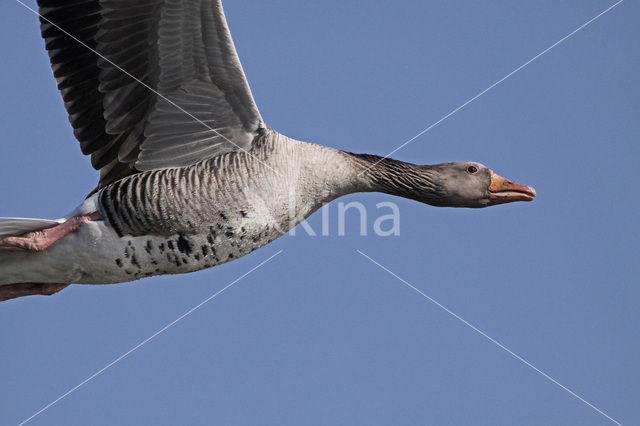 Grey Lag-Goose (Anser anser)
