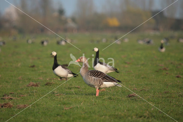 Grey Lag-Goose (Anser anser)