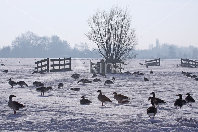 Grey Lag-Goose (Anser anser)