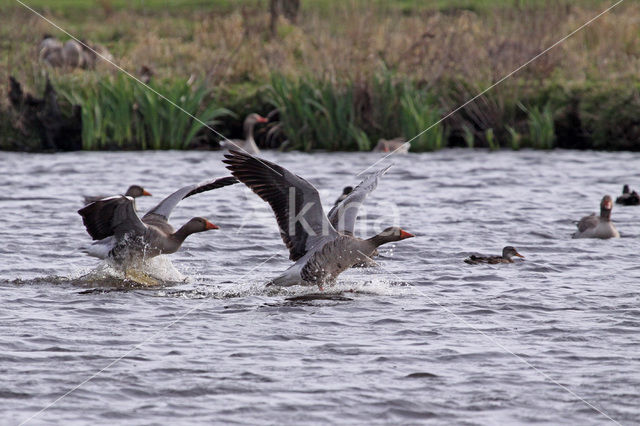 Grey Lag-Goose (Anser anser)