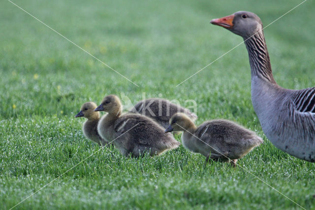 Grauwe Gans (Anser anser)