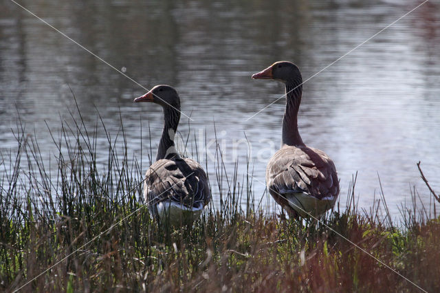 Grey Lag-Goose (Anser anser)