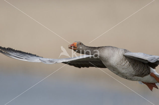 Grey Lag-Goose (Anser anser)