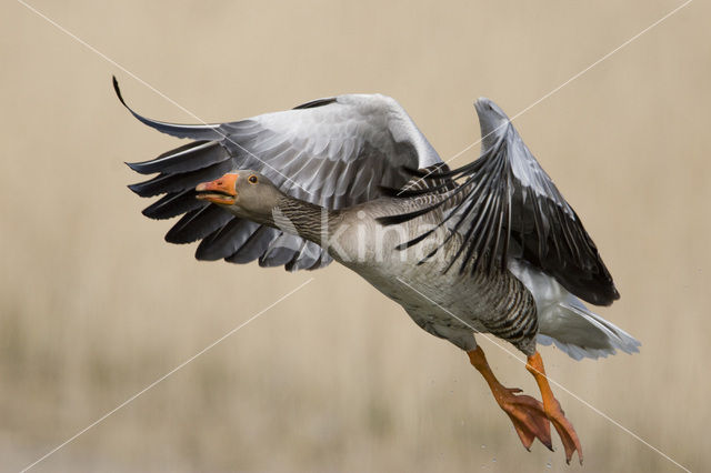 Grey Lag-Goose (Anser anser)