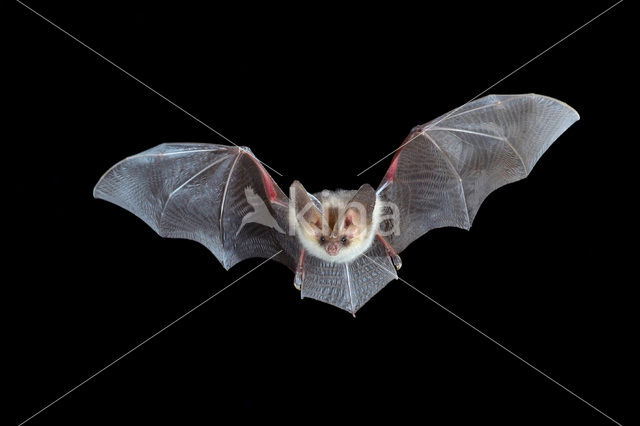 Grey big-eared bat (Plecotus austriacus)