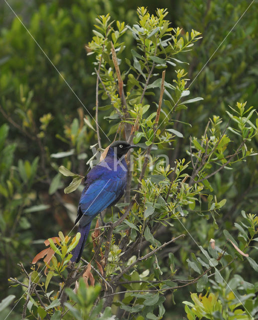 Groene Glansspreeuw