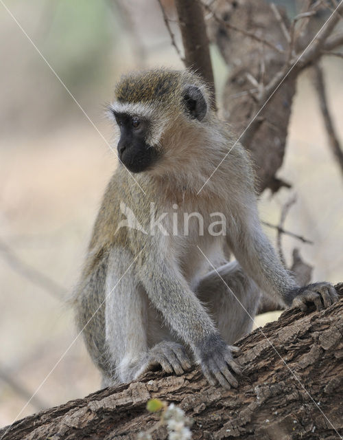 vervet monkey (Cercopithecus aethiops)