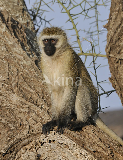 vervet monkey (Cercopithecus aethiops)