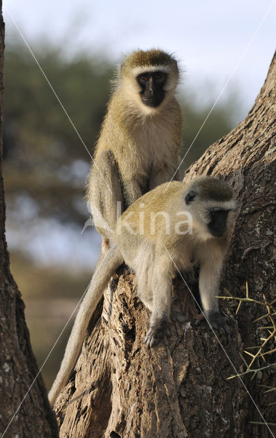 vervet monkey (Cercopithecus aethiops)