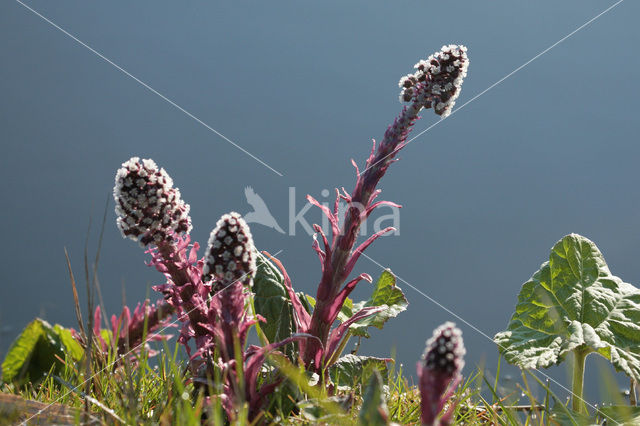 Butterbur (Petasites hybridus)