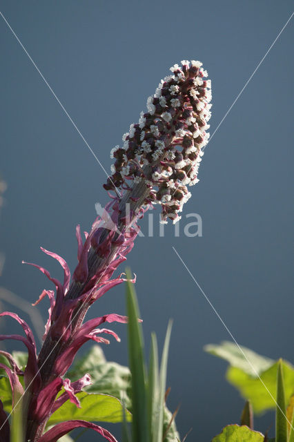 Butterbur (Petasites hybridus)