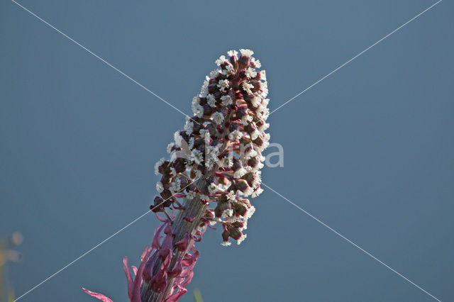 Butterbur (Petasites hybridus)