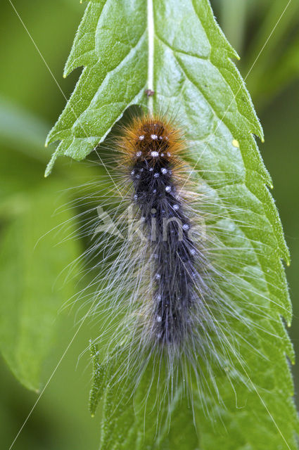 Garden Tiger (Arctia caja)