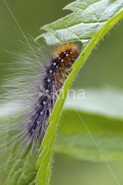 Garden Tiger (Arctia caja)