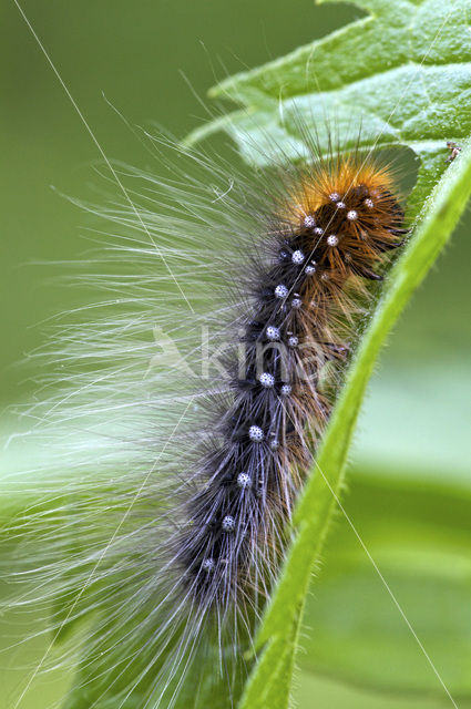 Garden Tiger (Arctia caja)