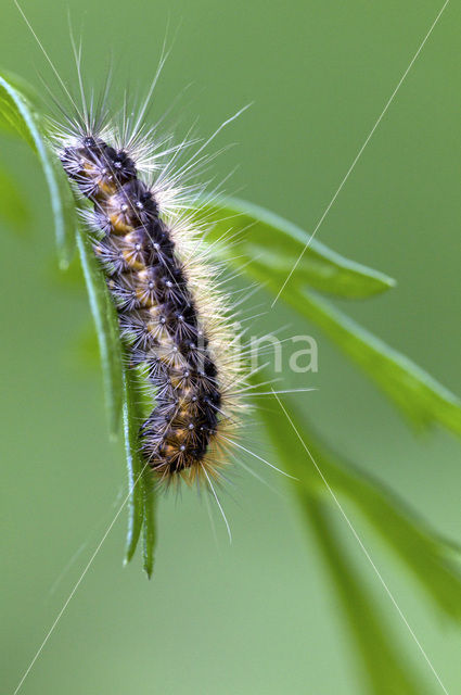 Garden Tiger (Arctia caja)