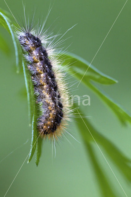 Grote beer (Arctia caja)