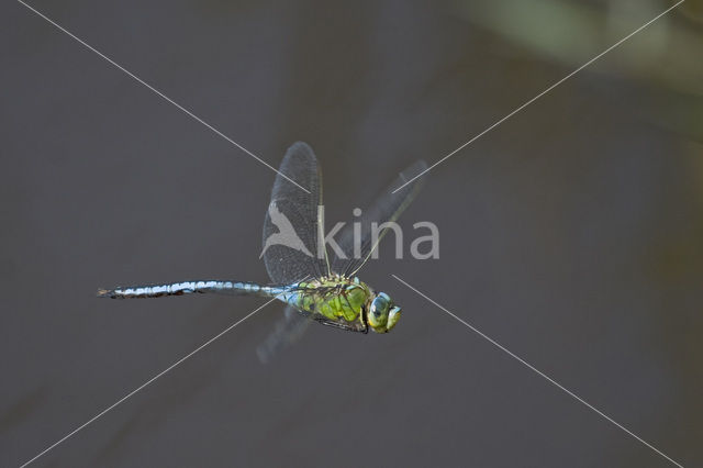 Grote keizerlibel (Anax imperator)