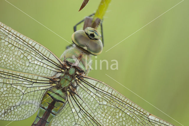 Grote keizerlibel (Anax imperator)