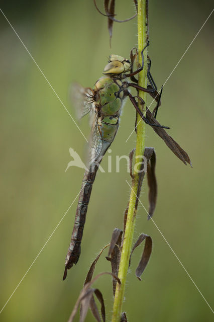 Emperor Dragonfly (Anax imperator)