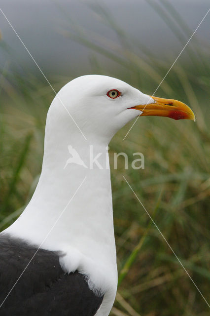 Grote Mantelmeeuw (Larus marinus)