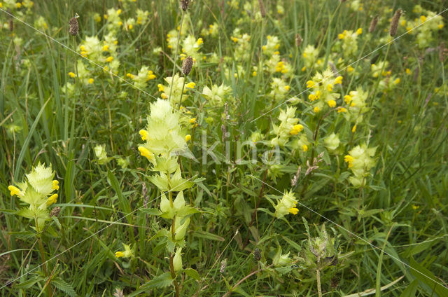 Greater Yellow-rattle (Rhinanthus angustifolius)