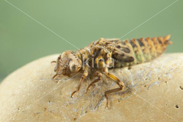 Blue-eyed Hook-tailed Dragonfly (Onychogomphus uncatus)