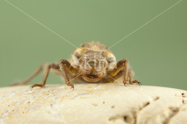 Blue-eyed Hook-tailed Dragonfly (Onychogomphus uncatus)