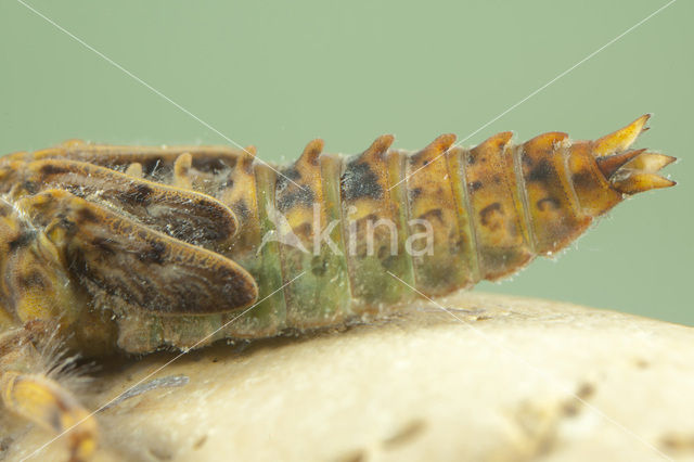 Blue-eyed Hook-tailed Dragonfly (Onychogomphus uncatus)
