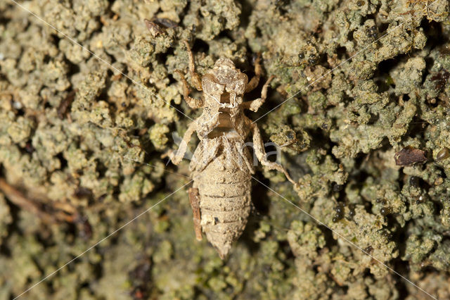 Blue-eyed Hook-tailed Dragonfly (Onychogomphus uncatus)