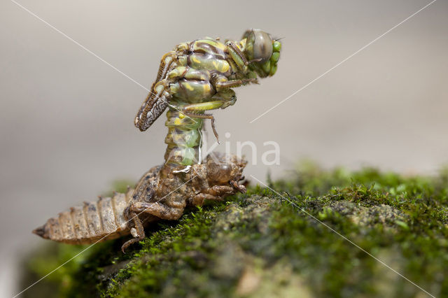 Grote Tanglibel (Onychogomphus uncatus)