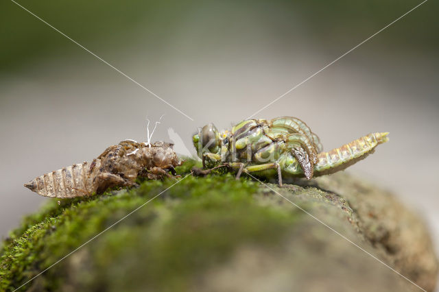 Grote Tanglibel (Onychogomphus uncatus)