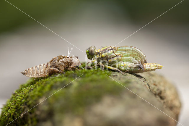 Grote Tanglibel (Onychogomphus uncatus)