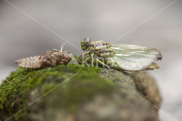 Grote Tanglibel (Onychogomphus uncatus)