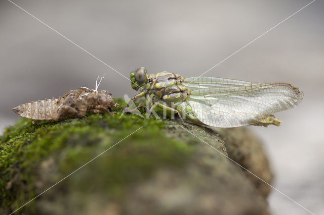 Grote Tanglibel (Onychogomphus uncatus)