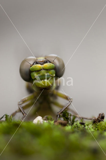 Grote Tanglibel (Onychogomphus uncatus)