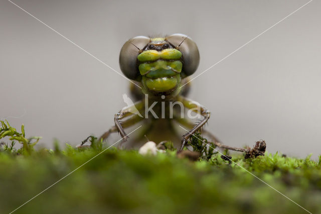 Grote Tanglibel (Onychogomphus uncatus)