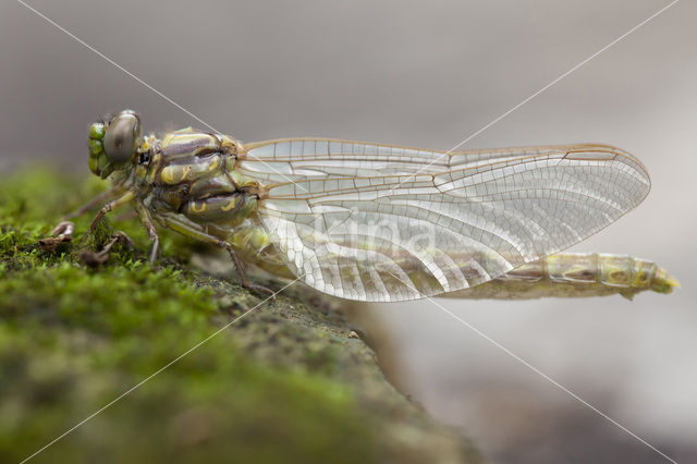 Grote Tanglibel (Onychogomphus uncatus)