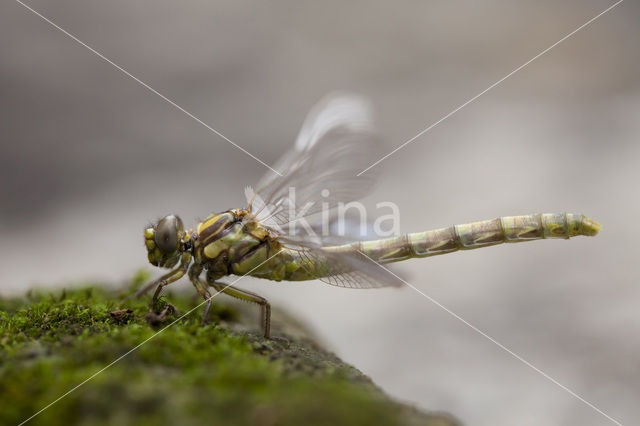 Grote Tanglibel (Onychogomphus uncatus)